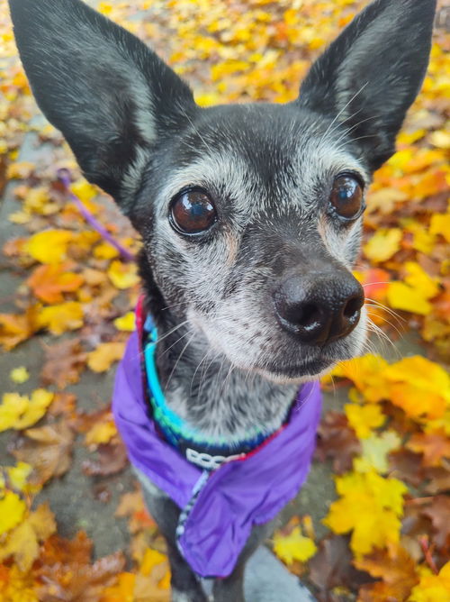 Hermione, a senior chihuahua