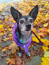 Hermione, a senior chihuahua