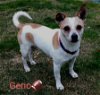 Geno, a calm Jack Russell mix