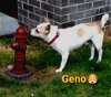 Geno, a calm Jack Russell mix