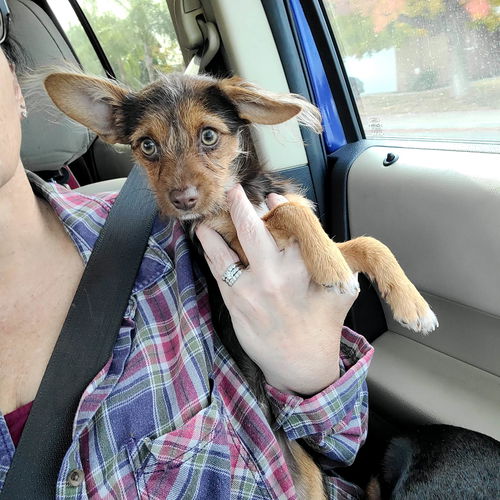 Kuma, a Terrier mix pup