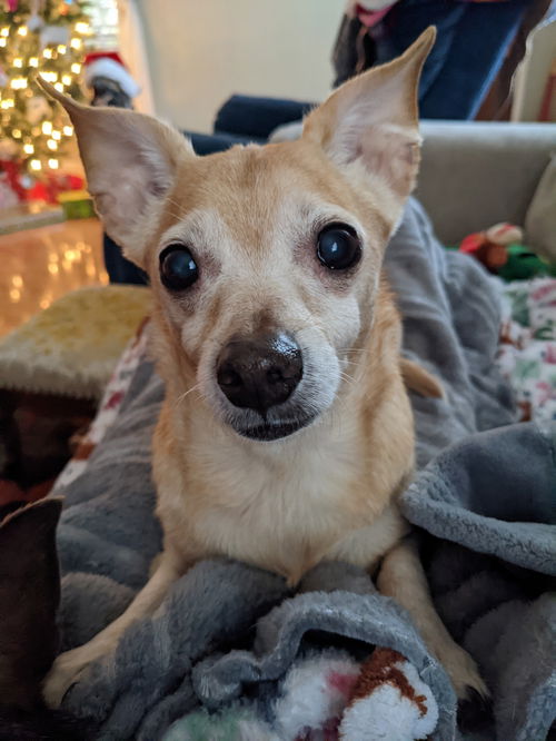 Skippy, a senior Dachshund Mix