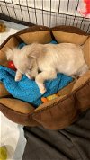 Shep a Poodle-Chihuahua mix puppy