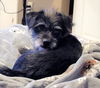 Stu Lou Schnauzer-Shih Tzu mix male