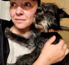 Stu Lou Schnauzer-Shih Tzu mix male