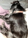 Stu Lou Schnauzer-Shih Tzu mix male