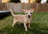 Mario and Skippy. Bonded Seniors