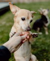 Mario and Skippy. Bonded Seniors