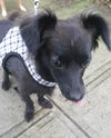Journey, A Pomeranian-Dachshund