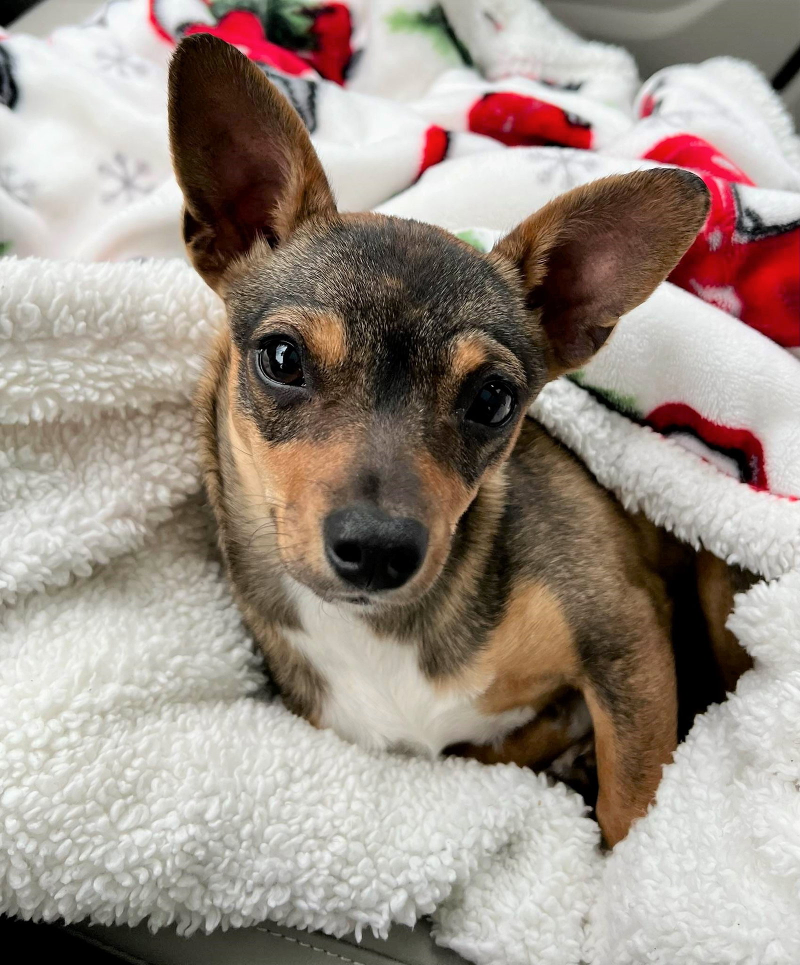 Dog for Adoption Remy a sweet Small breed mix girl, a Chihuahua in