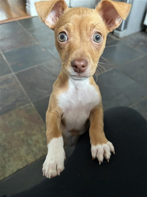 Avery, a red Chi-Jack mix puppy
