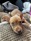 Avery, a red Basenji-Chihuahua puppy