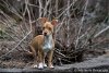 Avery, a red Basenji-Chihuahua puppy