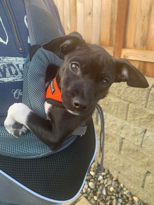 Matteo, a small mixed breed puppy