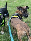 Kenzo, a Mixed small breed puppy