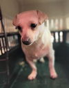 Dove a small Dachshund Mix female