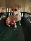 Dove a small Dachshund Mix female