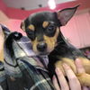 Tinkerbell (tink) A Mini Manchester terrier-Min Pi