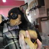 Tinkerbell (tink) A Mini Manchester terrier-Min Pi