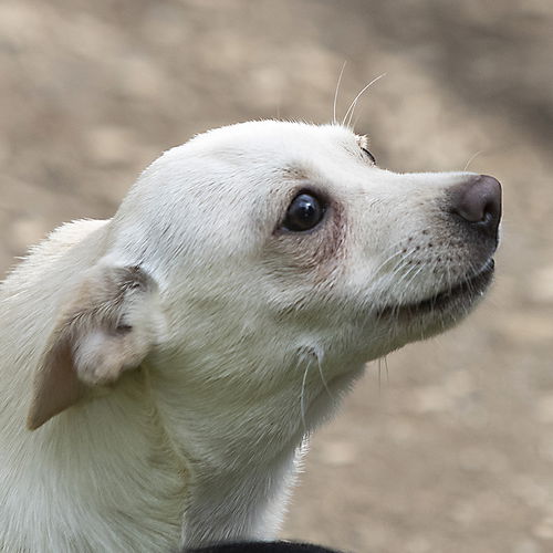 Everest, a Pug-Jack Russell-Dachshund puppy