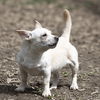 Everest, a Pug-Jack Russell-Dachshund puppy