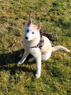 Tenakee a blind female Klee Kai puppy