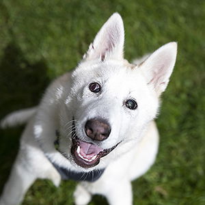 Tenakee a blind female Klee Kai puppy