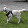 Tenakee a blind female Klee Kai puppy