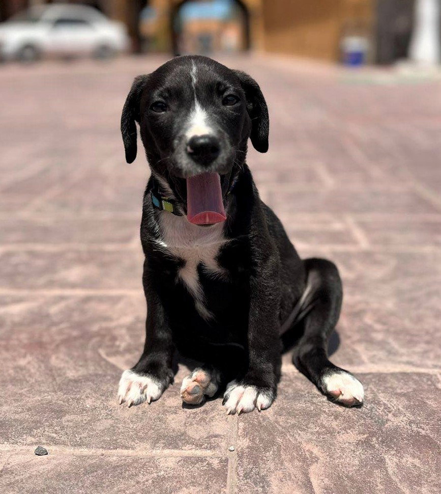 Dog for Adoption Chevy, A labCur mix puppy, a Black Labrador