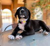 Chevy, A lab-Cur mix puppy