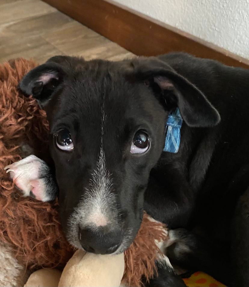 Dog for Adoption - Chevy, A lab mix puppy, a Black Labrador Retriever