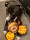 Chevy, A lab-Cur mix puppy