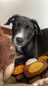 Chevy, A lab-Cur mix puppy