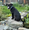 Chevy, A lab-Cur mix puppy