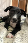 Chevy, A lab-Cur mix puppy