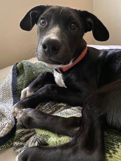 Chevy, A lab-Cur mix puppy