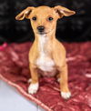 Kokoru, a female Dachshund mix puppy