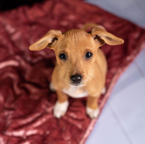 Kokoru, a female Dachshund mix puppy