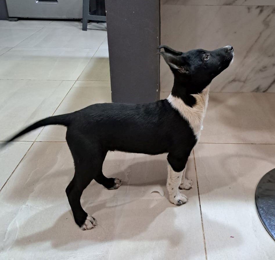 dog-for-adoption-oreo-a-5-month-old-puppy-a-rat-terrier-in-lake