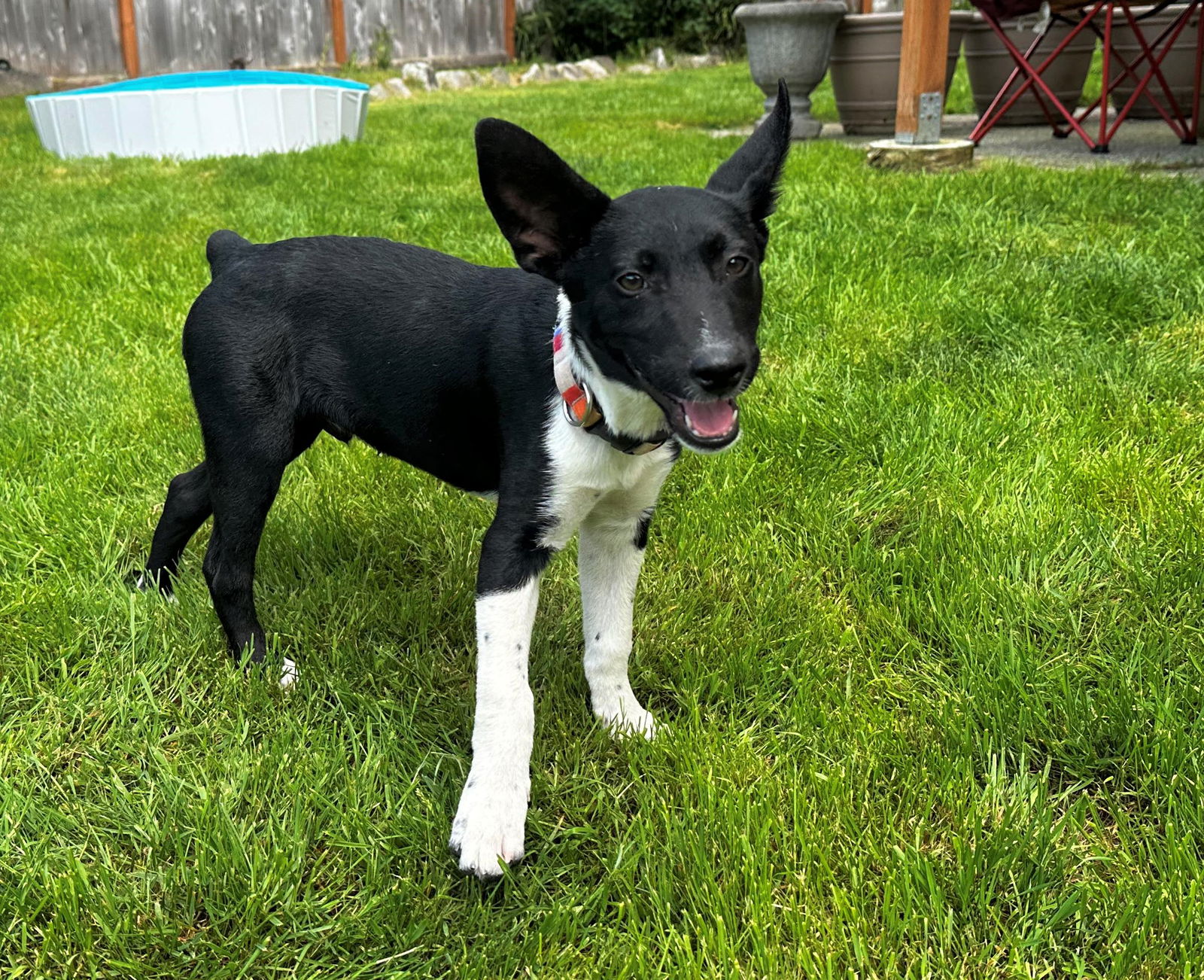 dog-for-adoption-oreo-a-5-month-old-puppy-a-rat-terrier-in