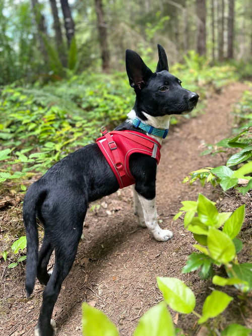 OREO, a 5 month old Rat-Heeler Puppy