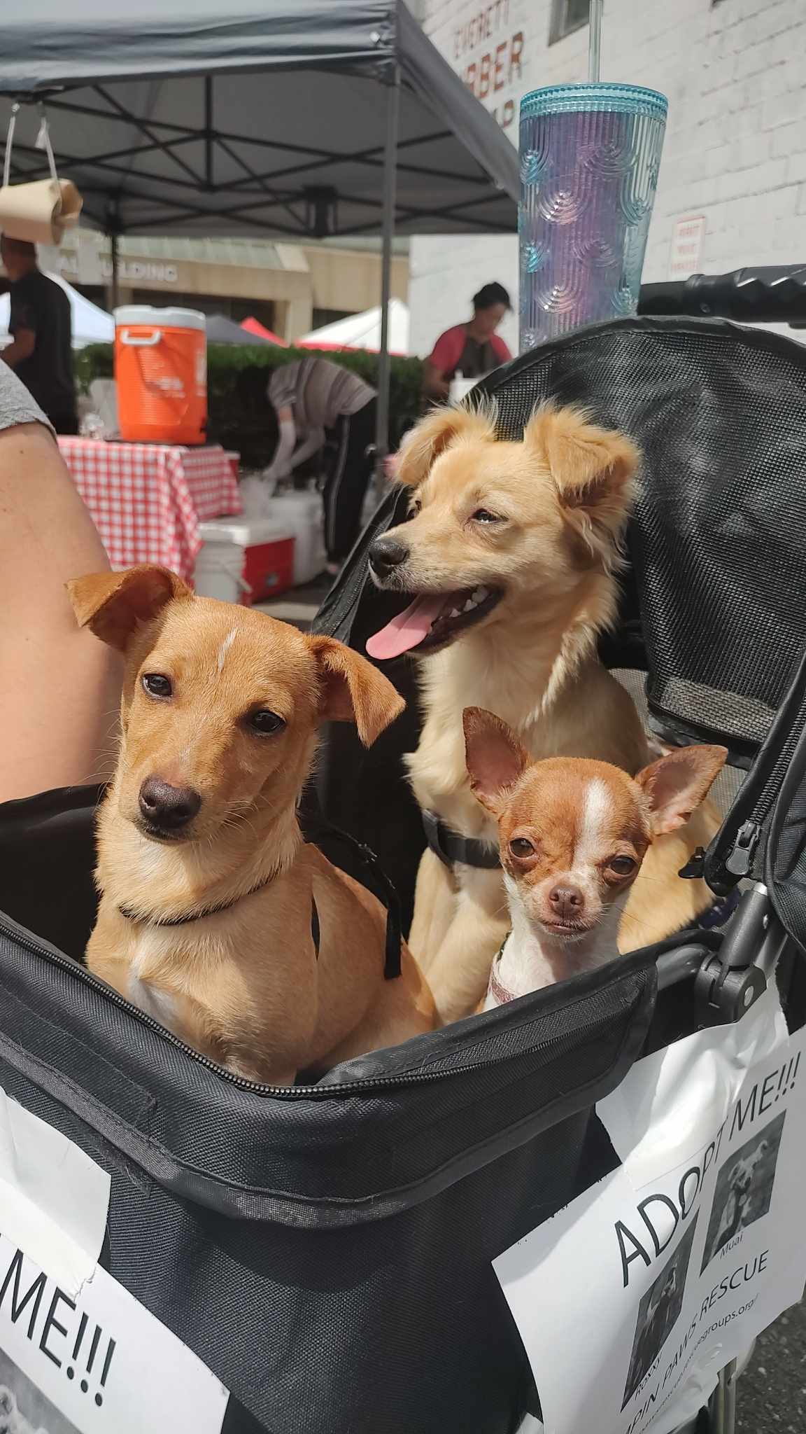 Jack Russell chihuahua - Rockwall Animal Adoptions