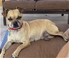 adoptable Dog in arlington, WA named Lupina (formerly Gracie)