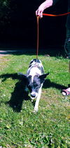 Fluff a Brittany Spaniel-Border Collie