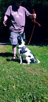 Fluff a Brittany Spaniel-Border Collie