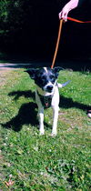 Fluff a Brittany Spaniel-Border Collie