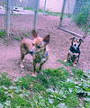 Tanner a Aussie mix pup