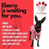 Ebony, a Italian Greyhound Mix