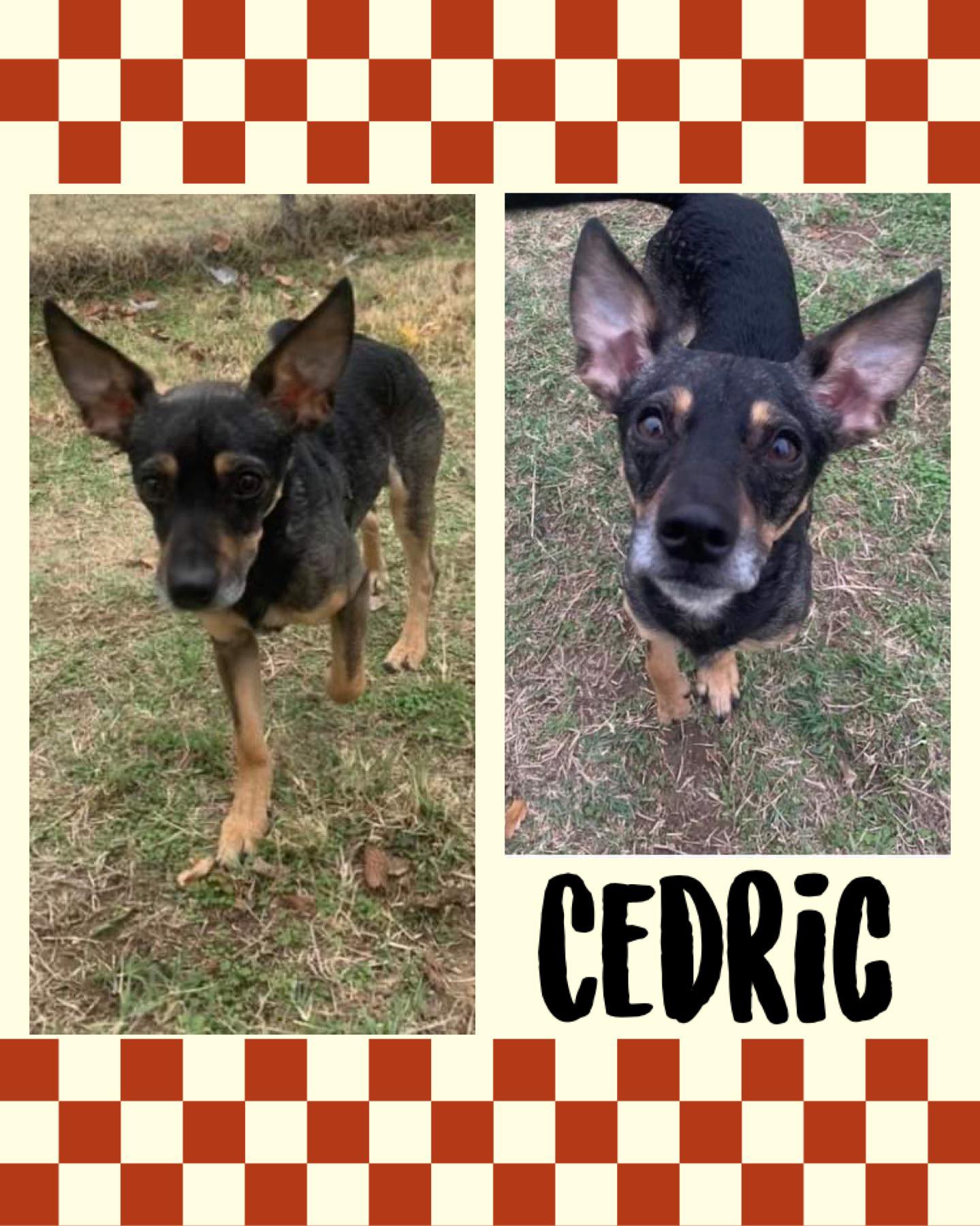 Dog for Adoption - Cedric an Italian Greyhound-Terrier mix, a Italian ...