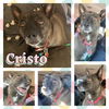 Cristo, a small mixed male